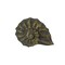 Cast Iron Nautilus Shell Drawer Pull Decorative Cabinet Knob Nautical Set of 6